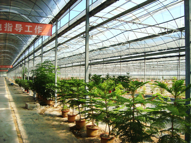 大棚花卉育苗三點(diǎn)注意事項