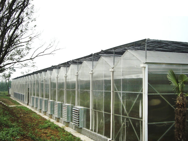 大棚蔬菜育苗教您種植經(jīng)驗(yàn)