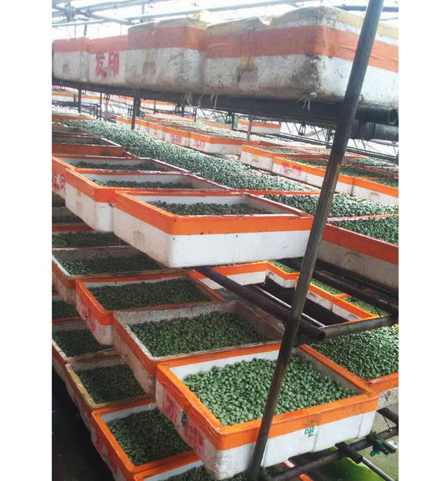 芽苗菜生產及培訓08