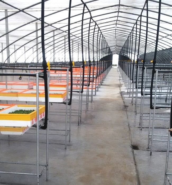 芽苗菜生長必須的條件有哪些？